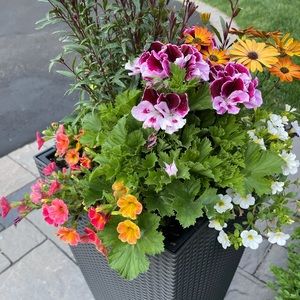 Meet your Posher, Dona